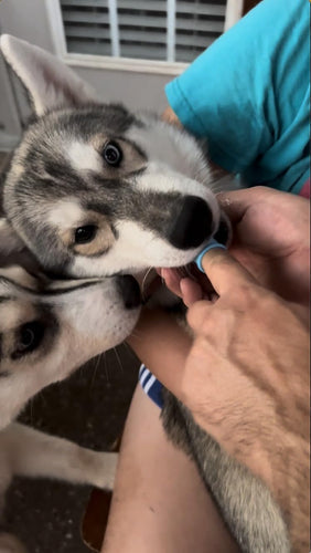 Benefits of using a dog toothbrush kit